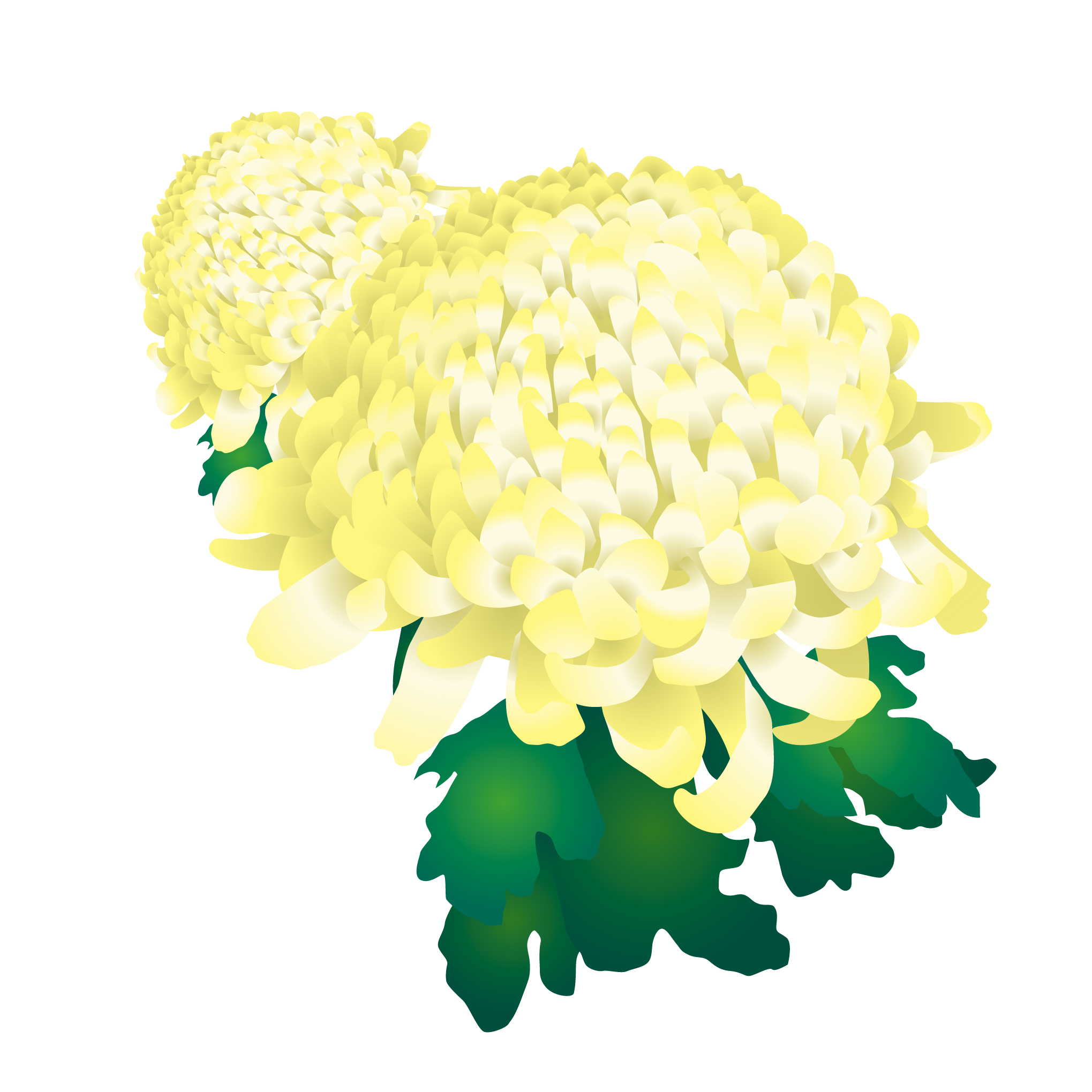 花のイラスト 無料 秋の花 菊 画像 Chrysanthemum Photos Postcardにしたい花シリーズ Naver まとめ